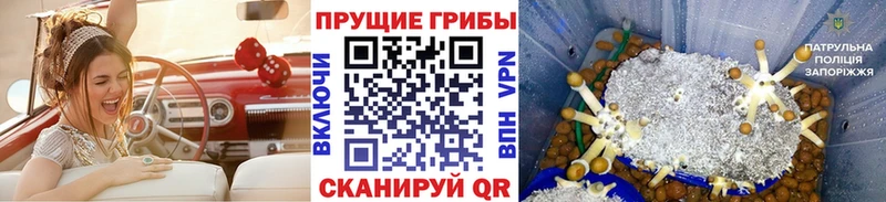 Галлюциногенные грибы MAGIC MUSHROOMS  закладка  Чапаевск 